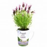 Produktbild: Lavendelmotivtasse mit Lavendelsamen